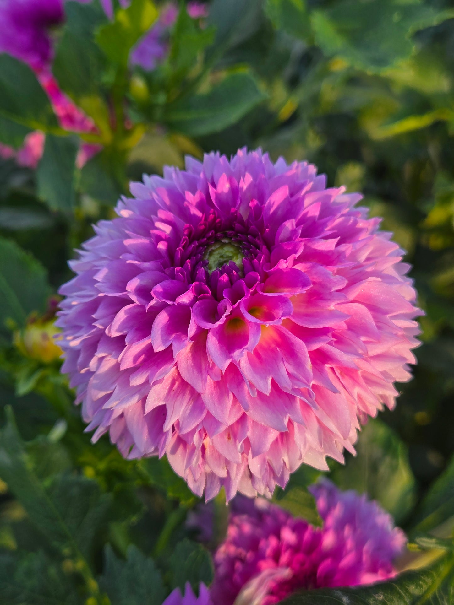 Ferncliff Pincushion