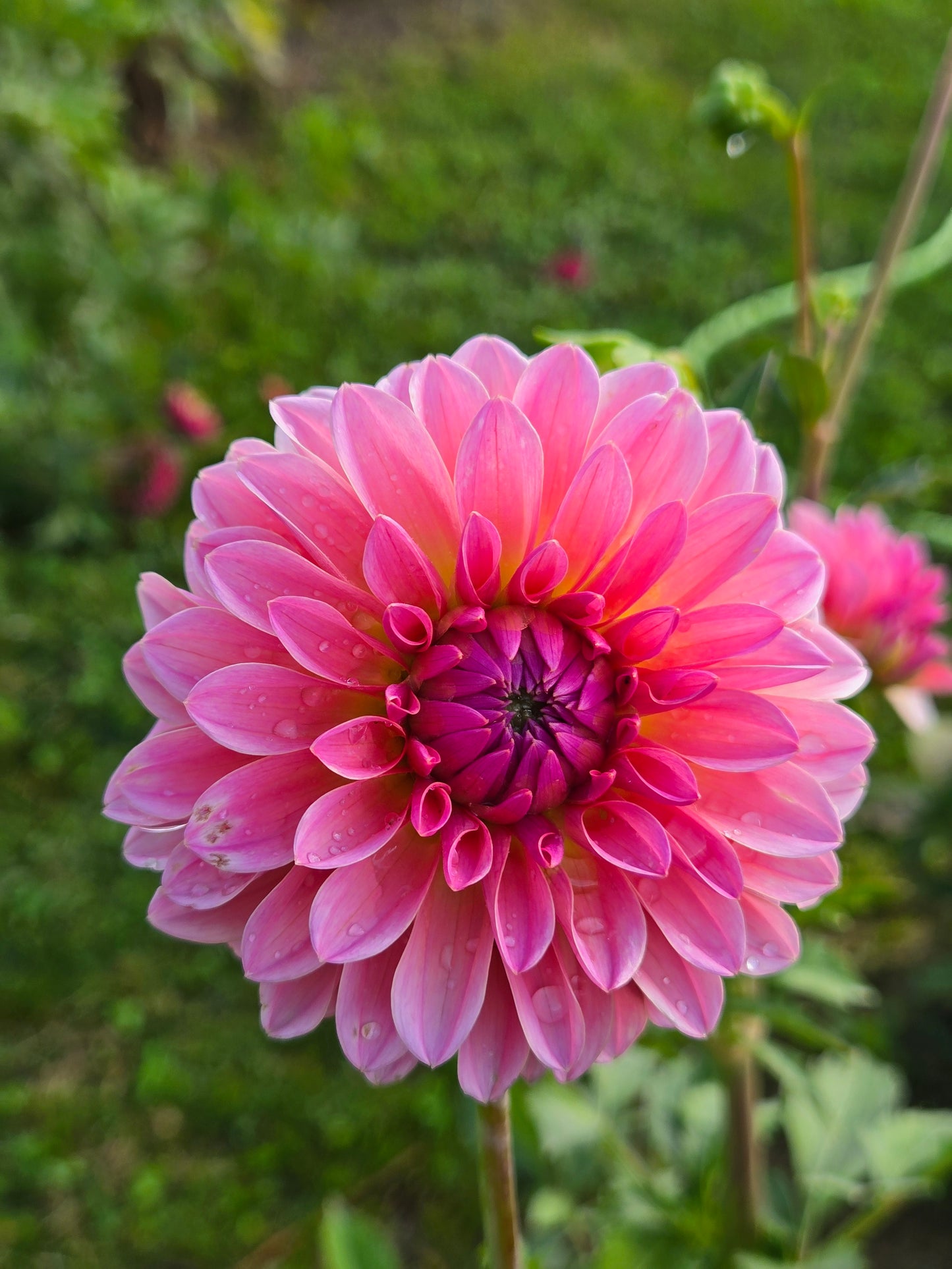 CB Iris