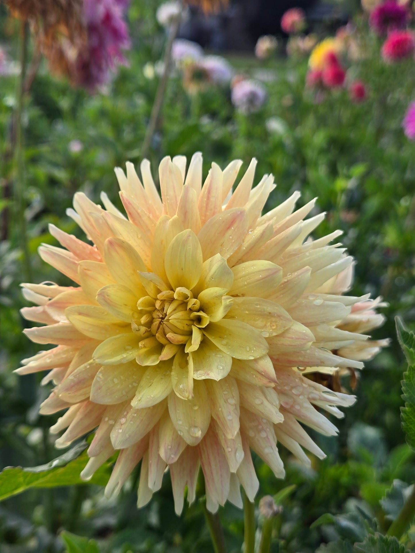 Meadows Sunshine