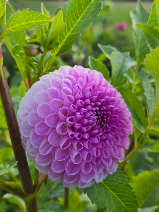 20th Ave Morning Mist