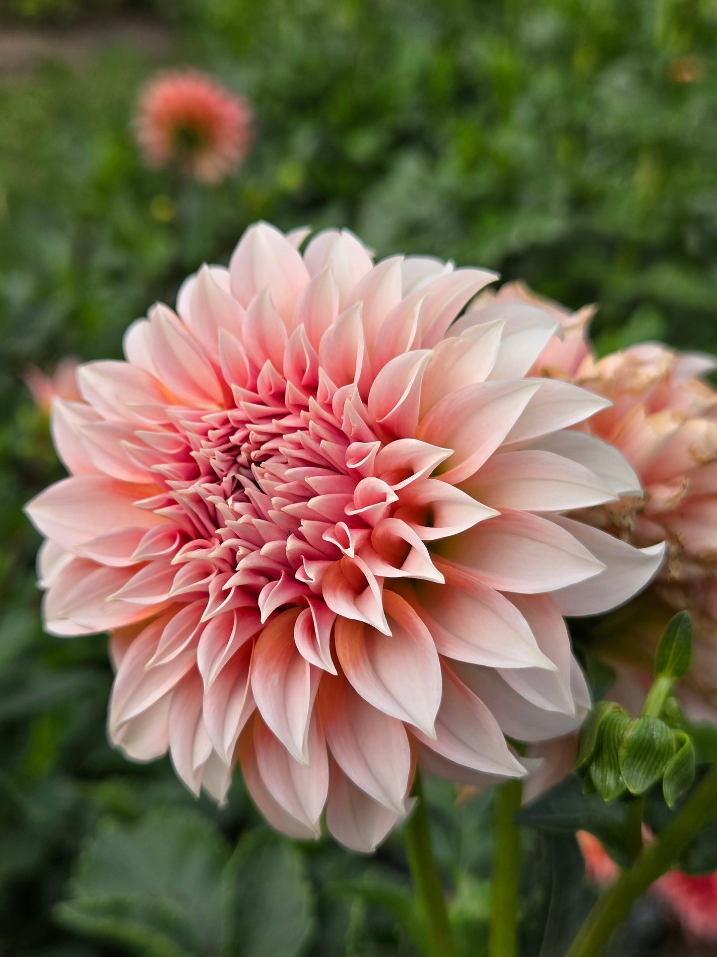 Bell's Otago - small