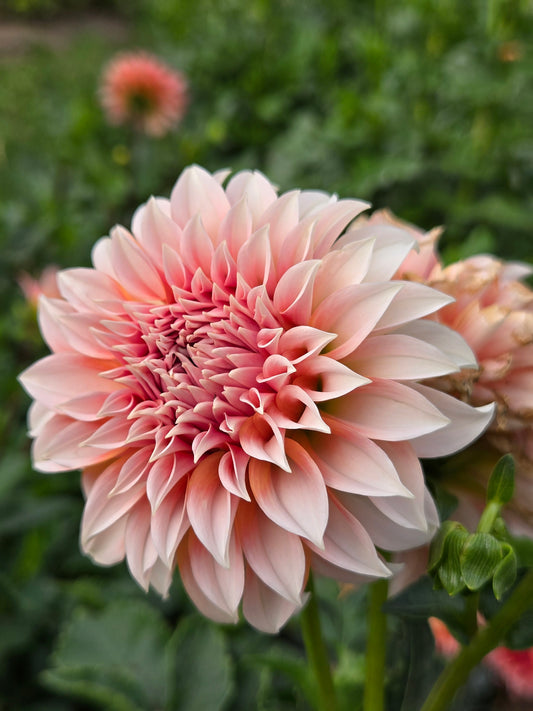 Bell's Otago - small