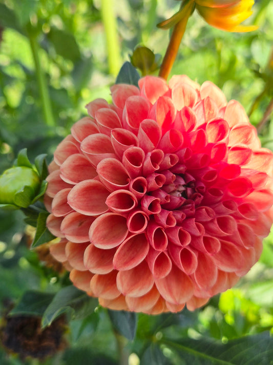 Bell's Orange Ya Glad
