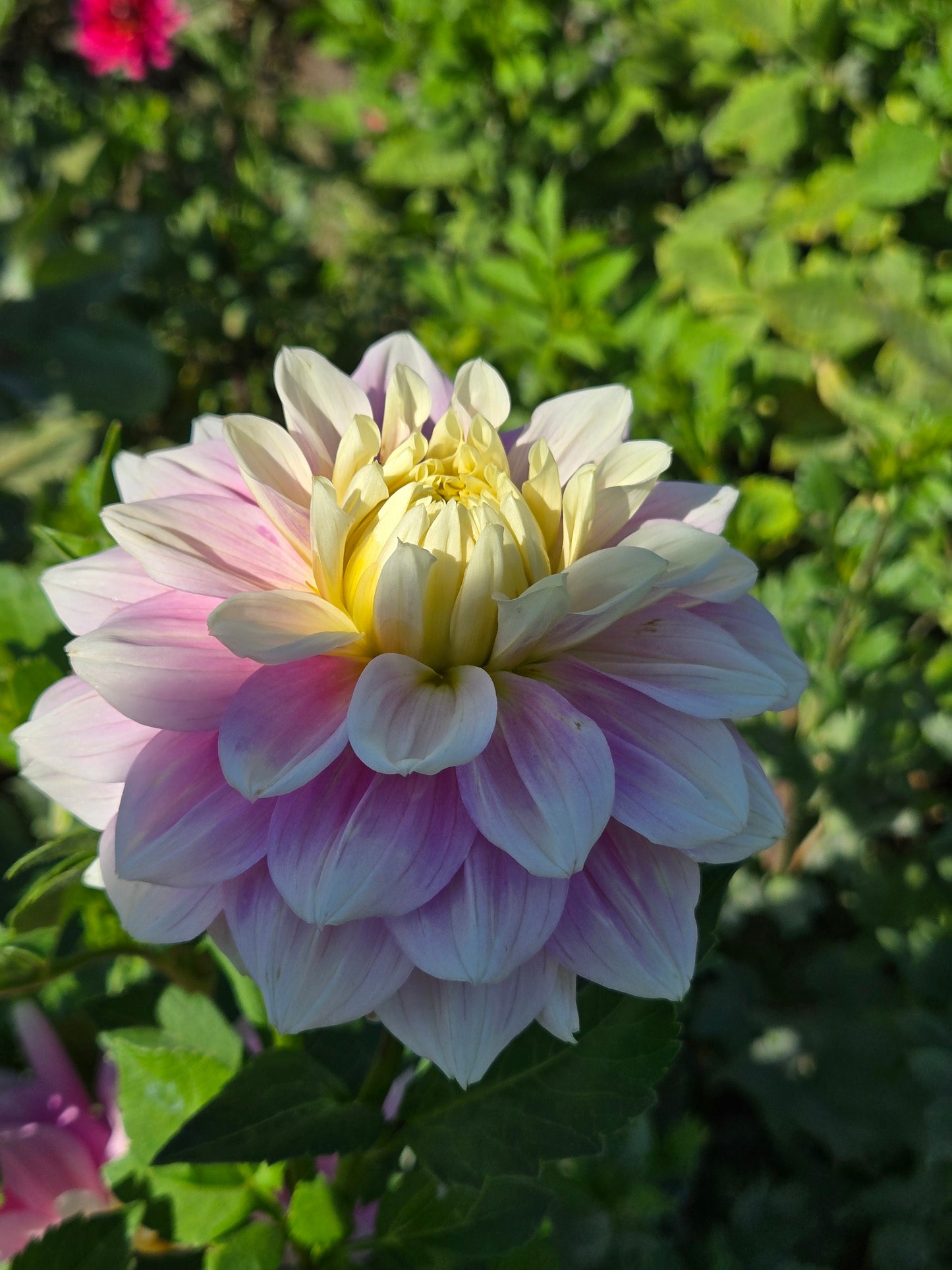 Petal Faster