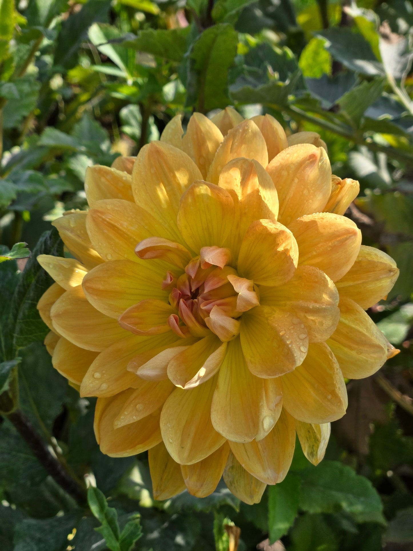 Hollyhill Honeygold