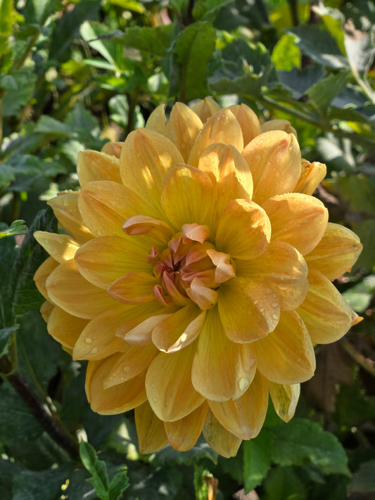 Hollyhill Honeygold