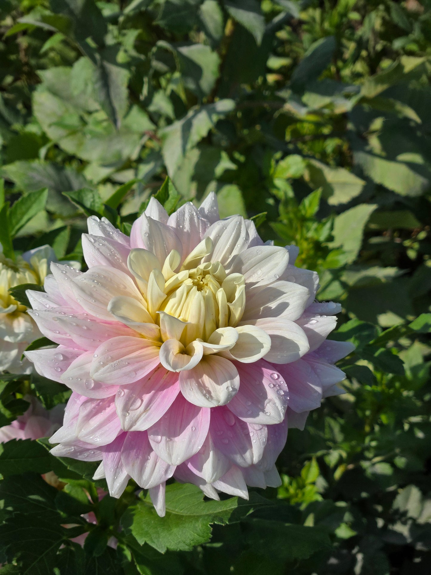 Petal Faster