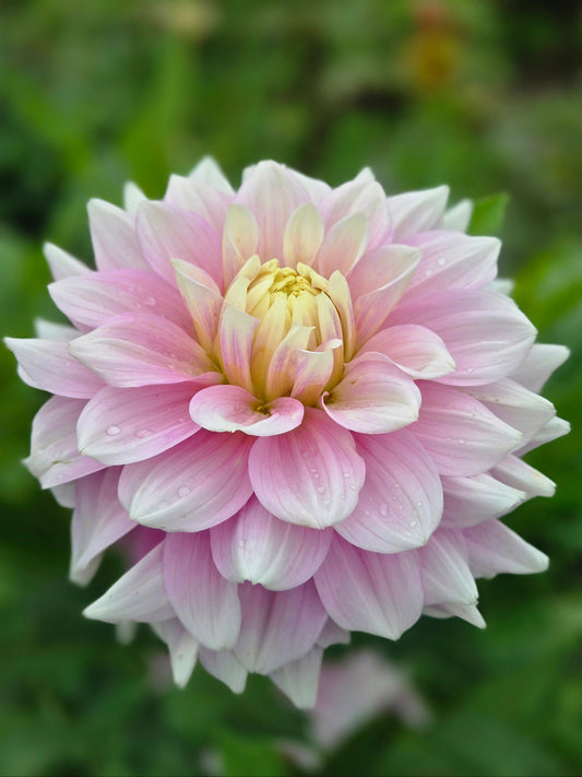 Petal Faster
