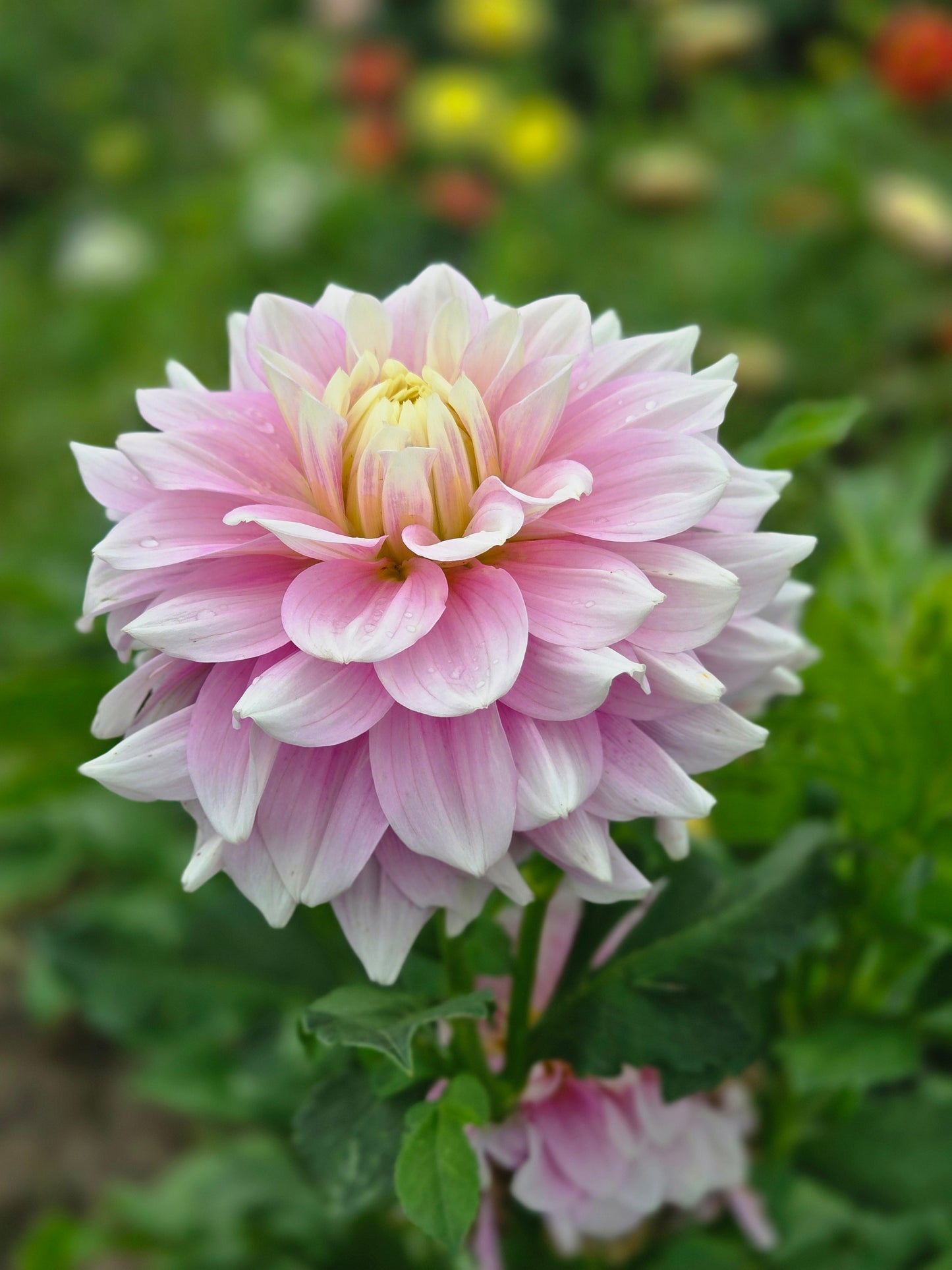 Petal Faster