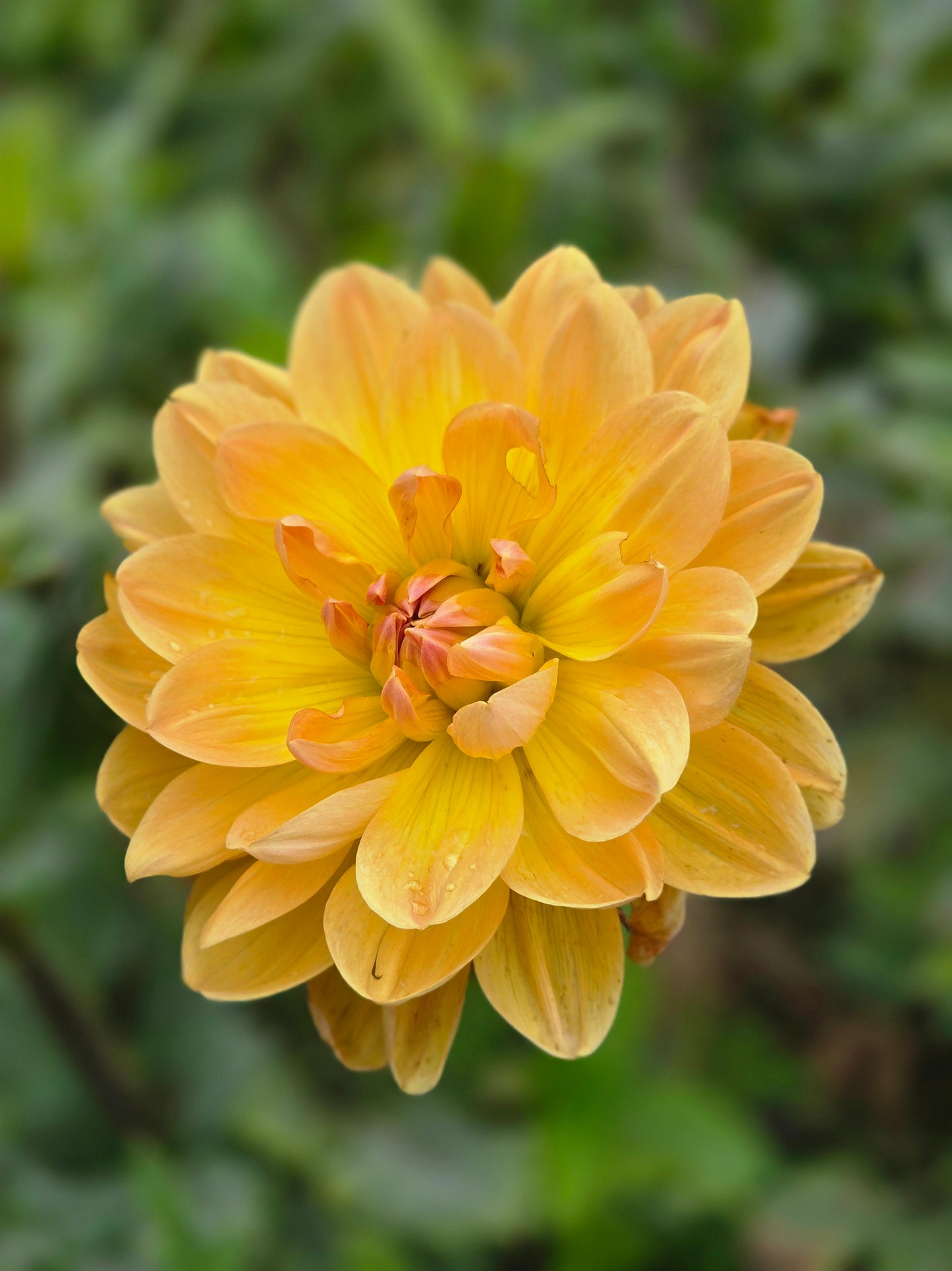 Hollyhill Honeygold