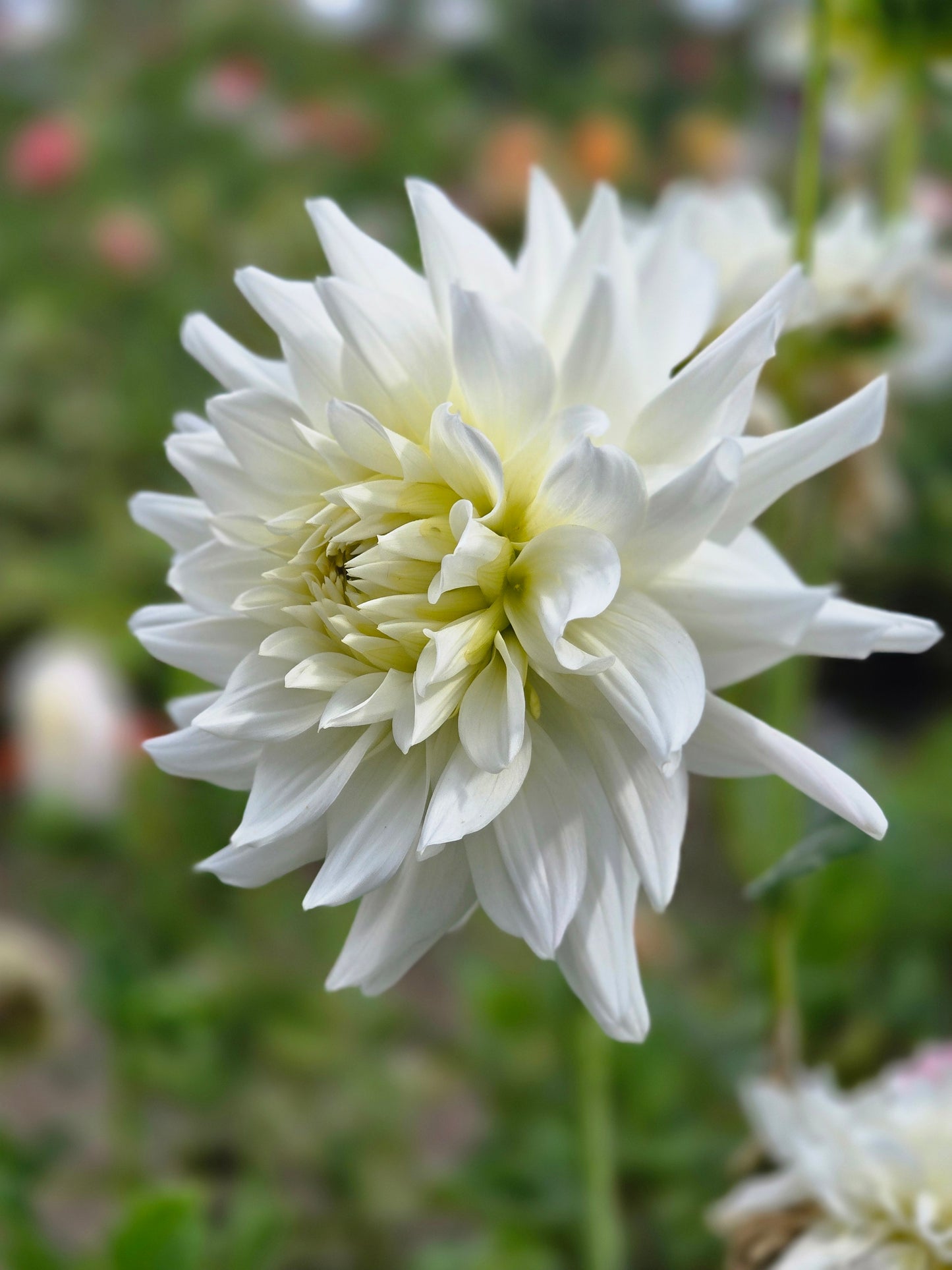 Ferncliff Starlight
