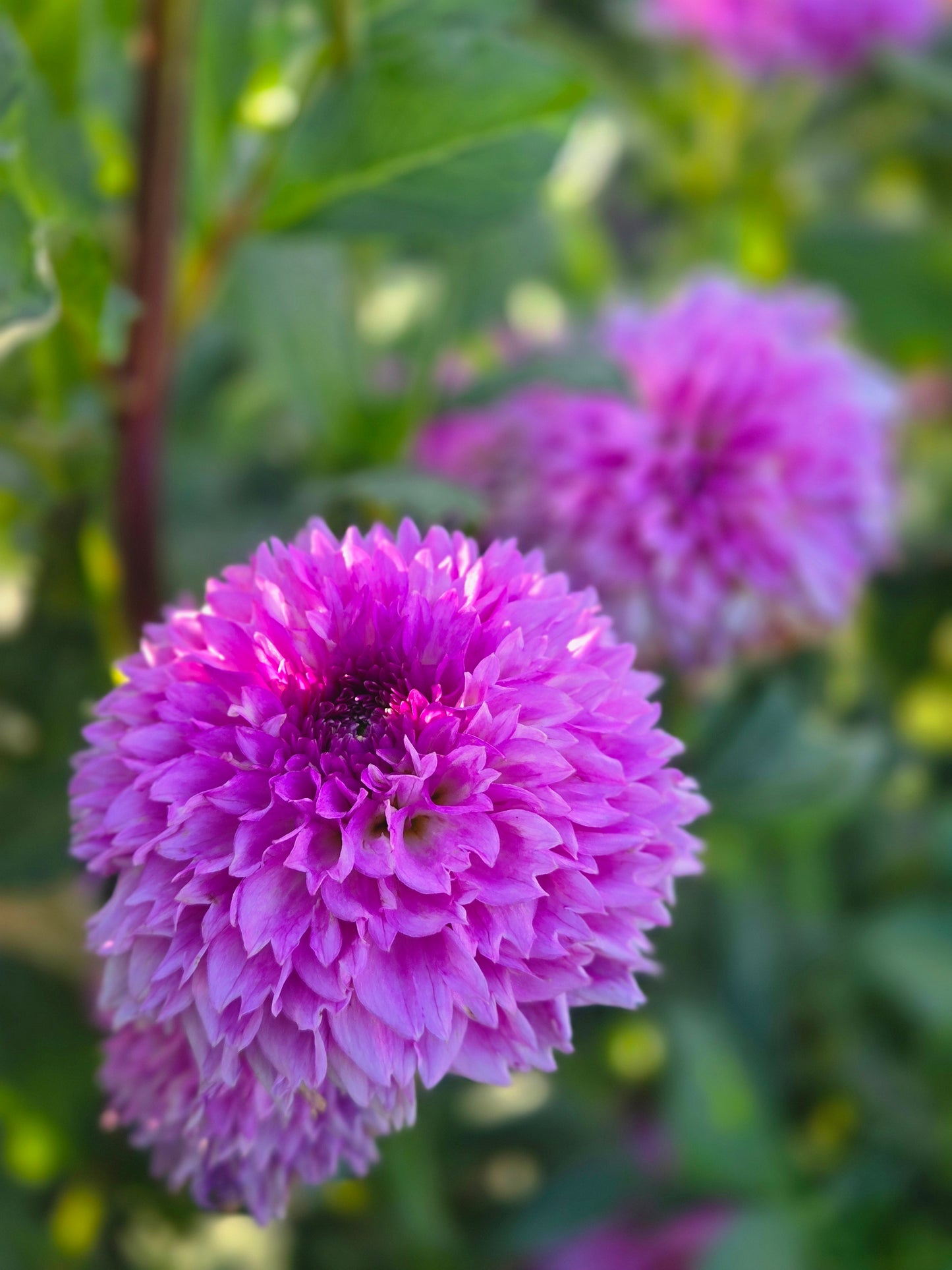 Ferncliff Pincushion