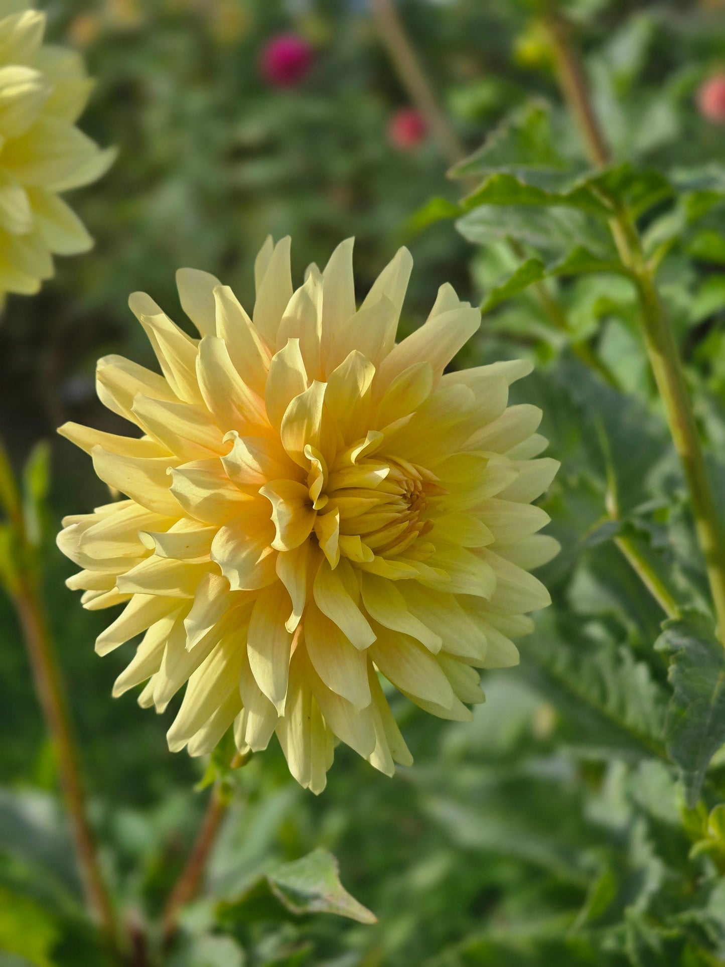 Meadows Sunshine