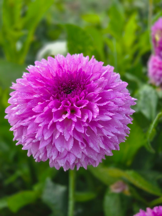 Ferncliff Pincushion