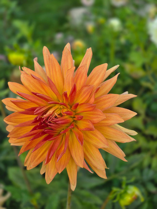 Bloomquist Celestial