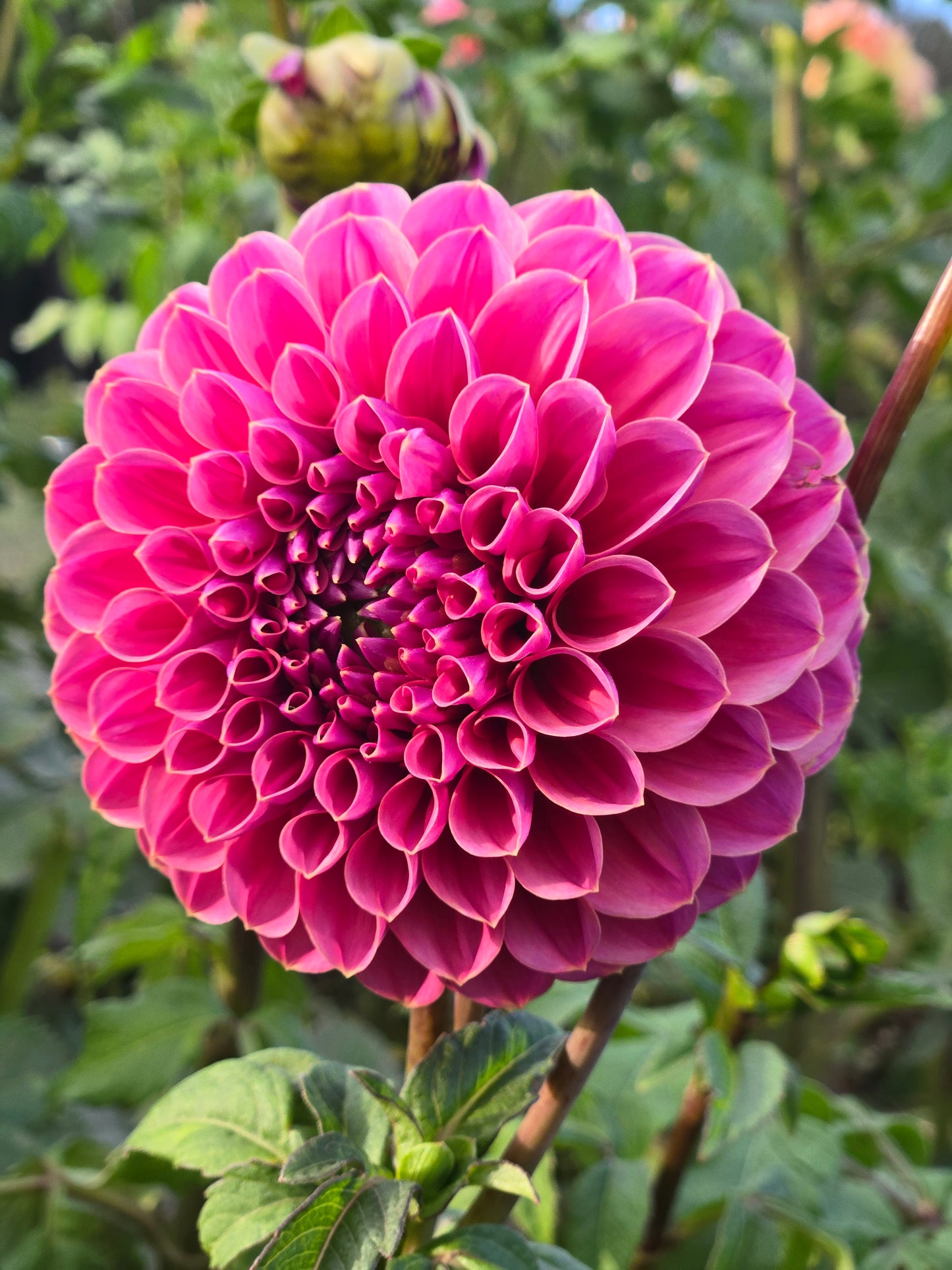 GC Pink Lemonade - wrinkled