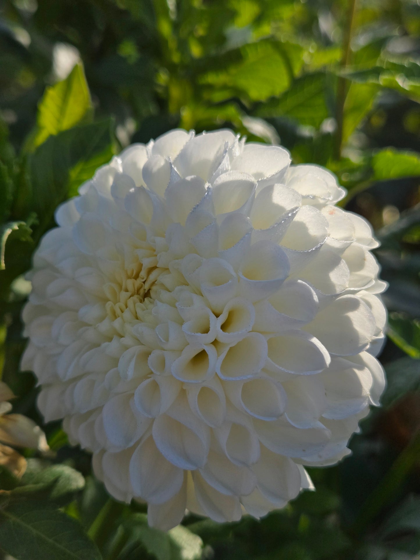 Ms Doris