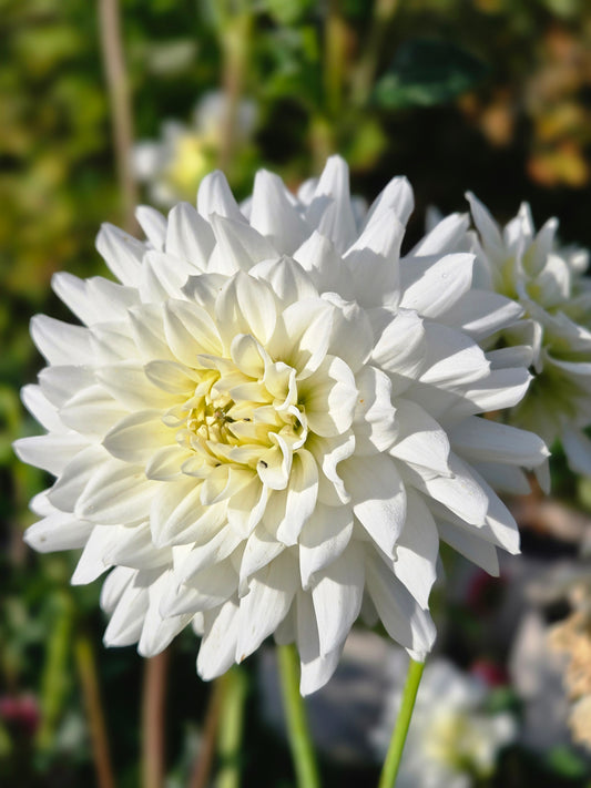 Ferncliff Starlight
