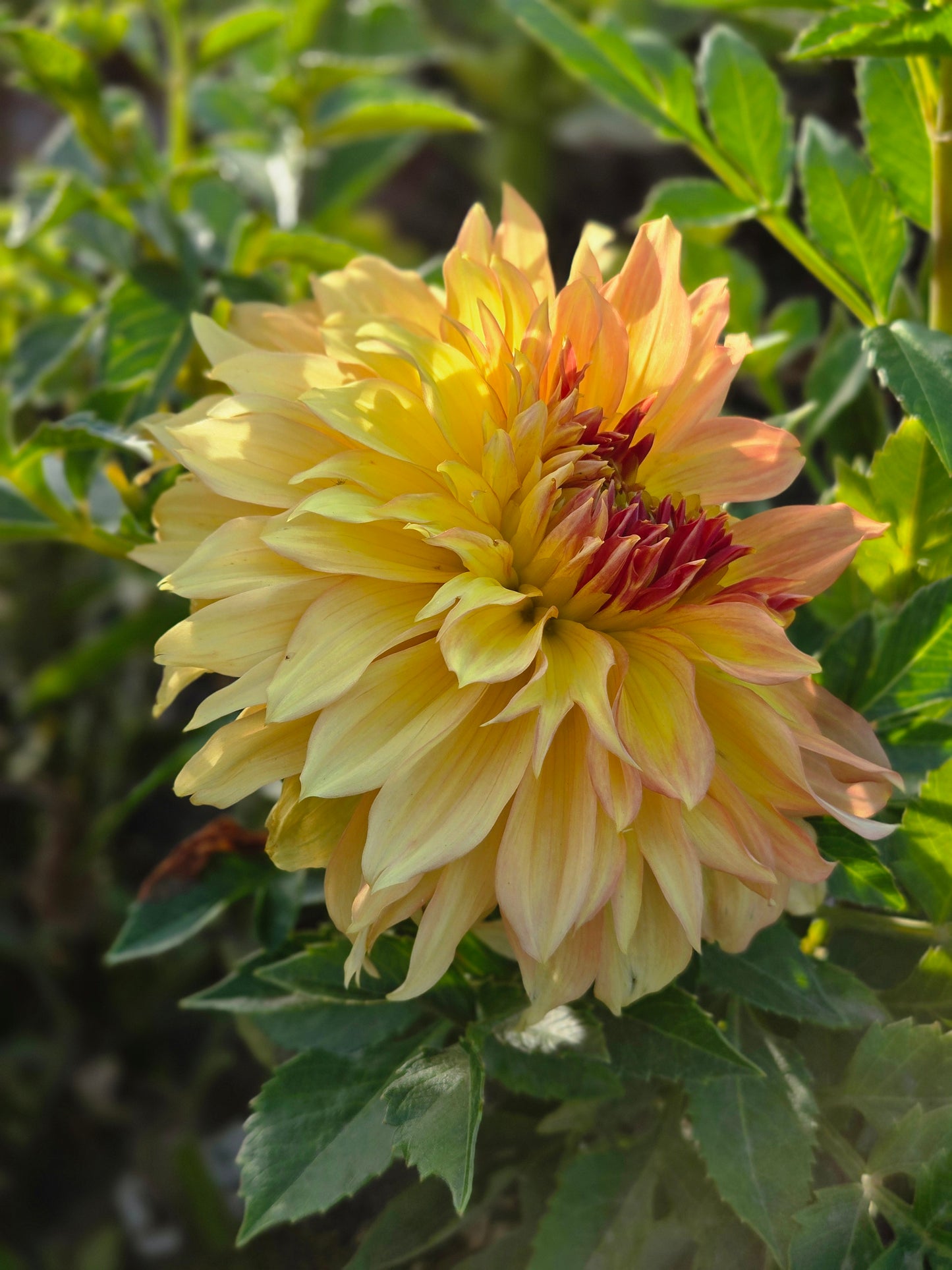 Camano Honey - wrinkled