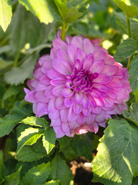 MD's Susie