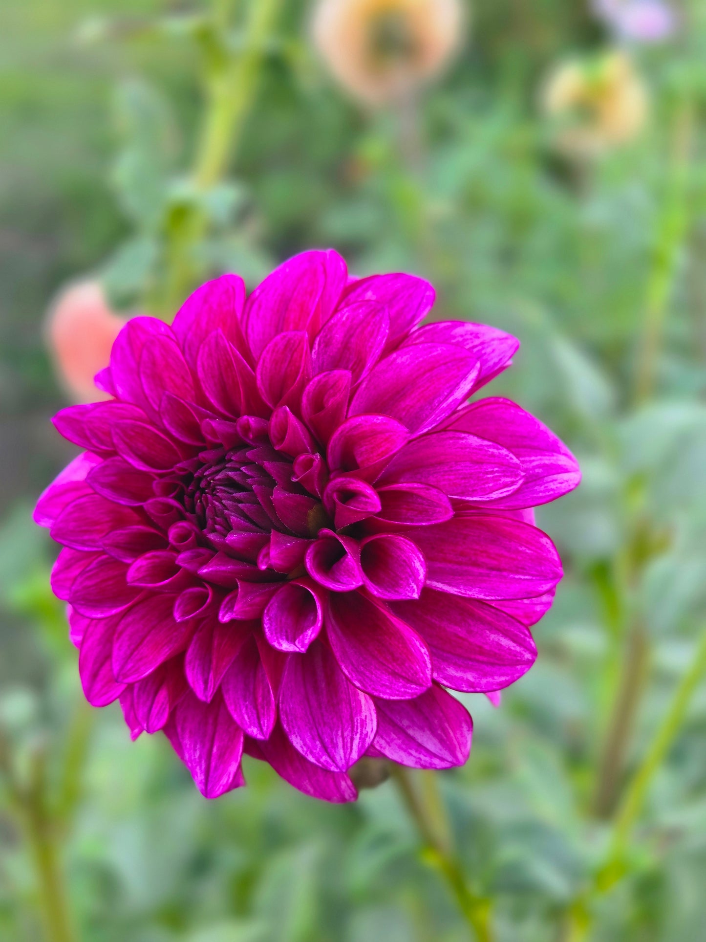 RM Berry Bliss