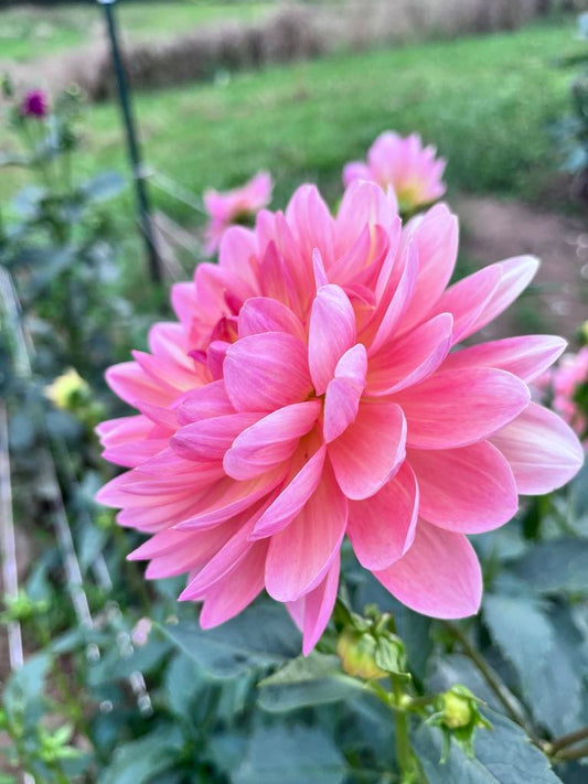 Chimacum Cathleen