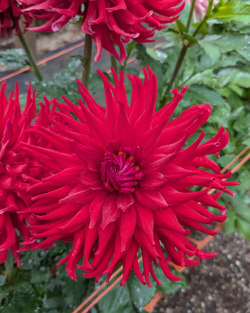 Clearview Danielle* - wrinkled