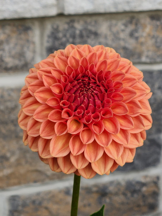Ferncliff Apricot - (discounted)