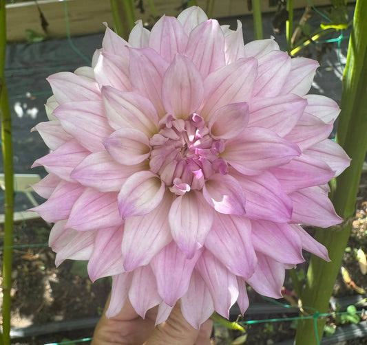 Ferncliff Passion* - thin