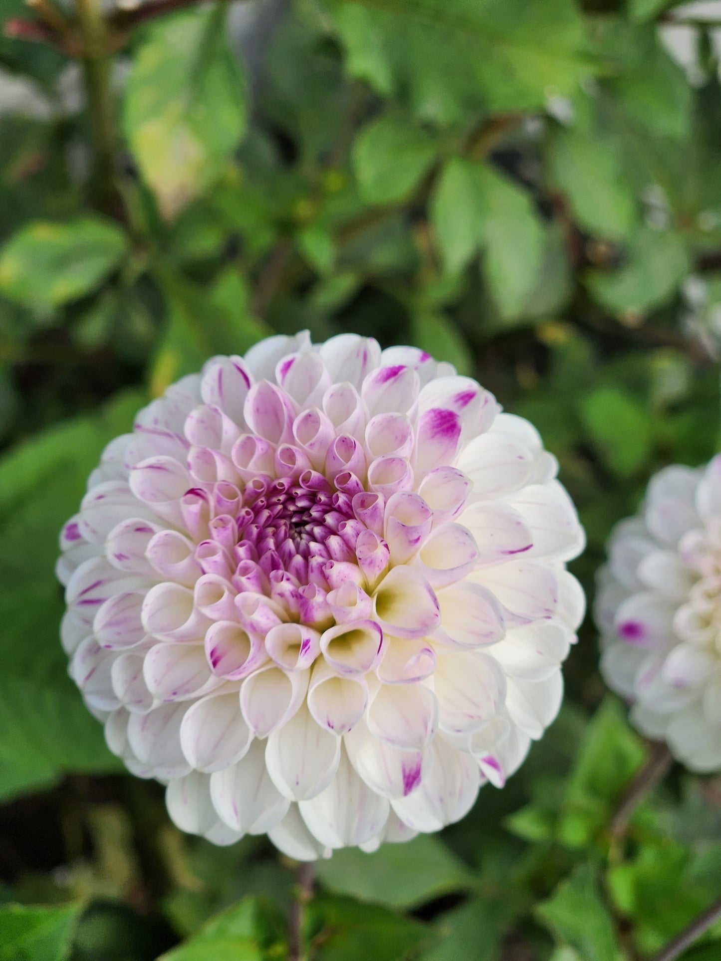 Ferncliff Tango