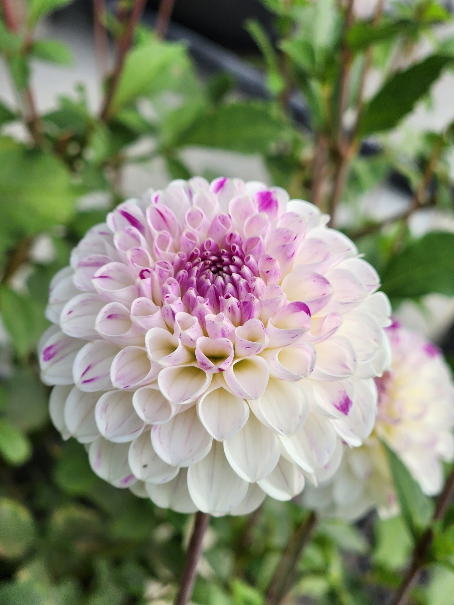 Ferncliff Tango