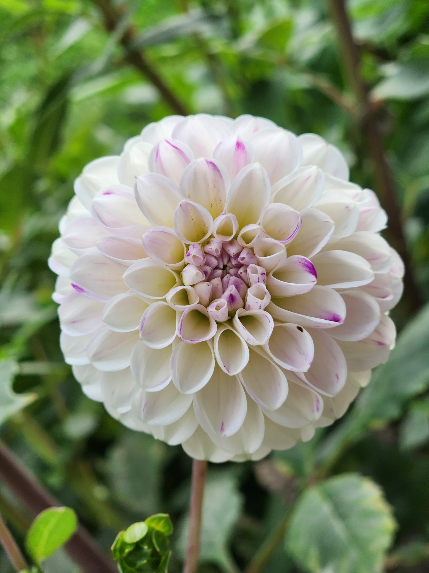 Ferncliff Tango