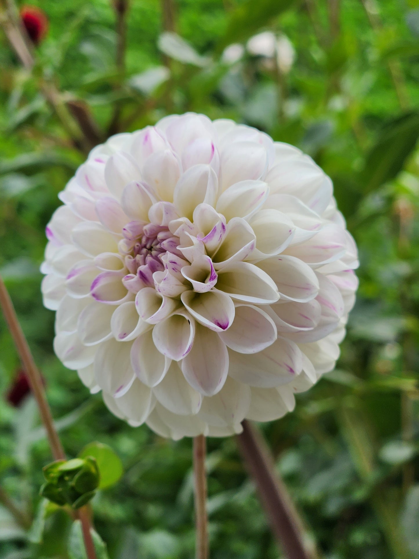 Ferncliff Tango