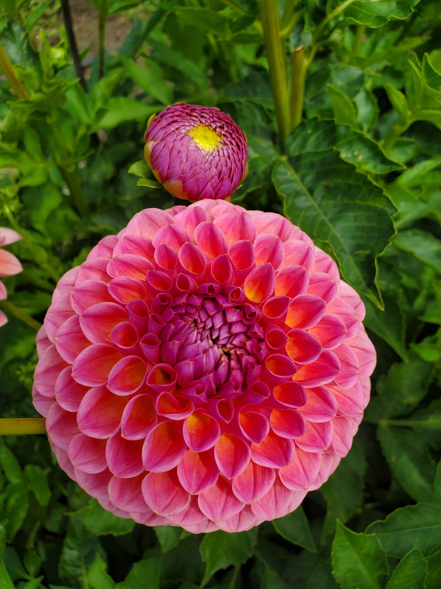 Hamari Rose