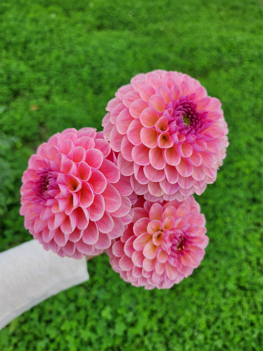 Hamari Rose