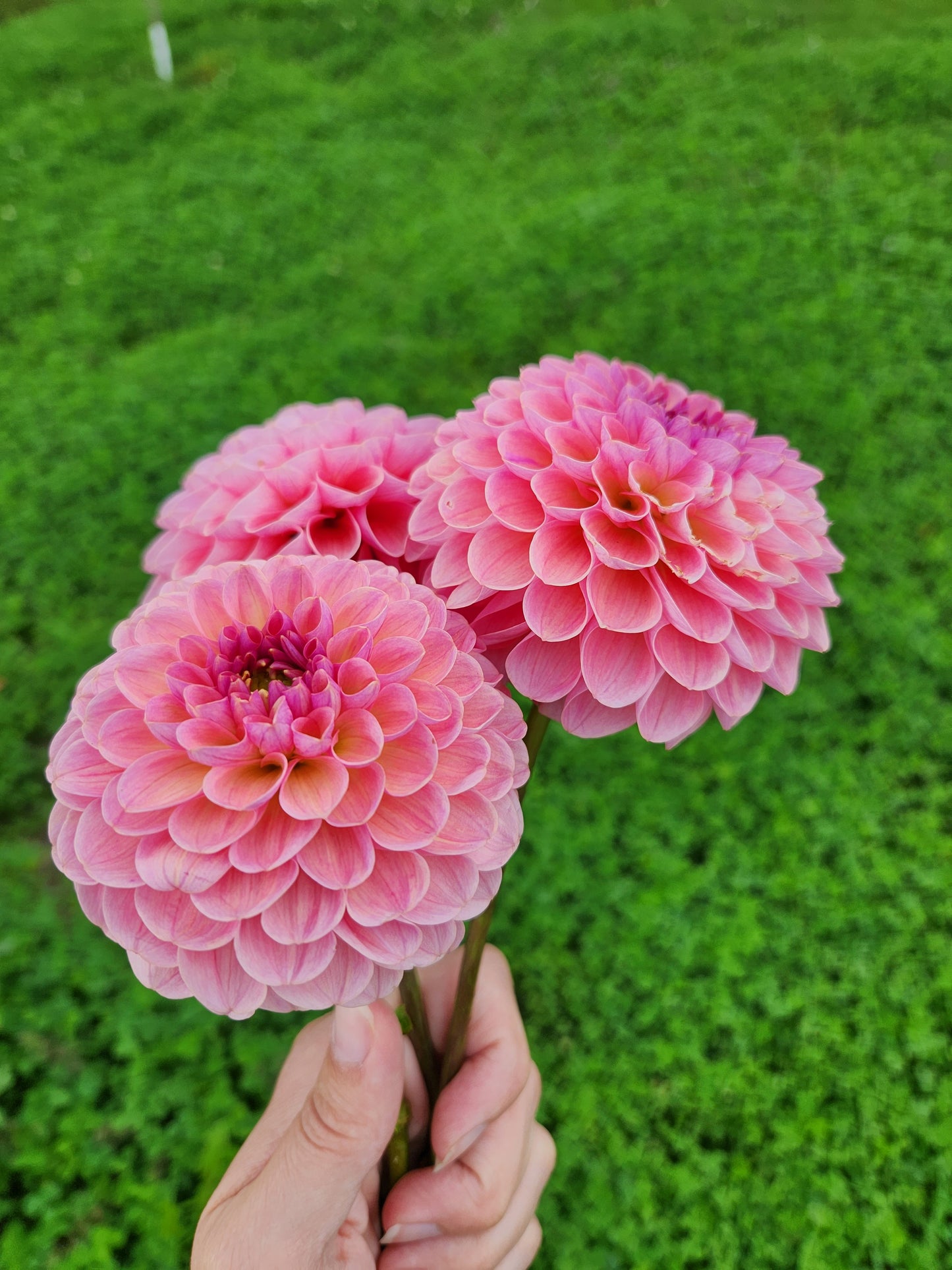 Hamari Rose