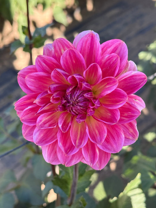 Aurora