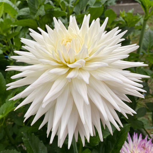 Van Isle Kenju