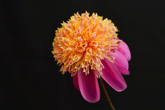 Van Isle Rosy Maple
