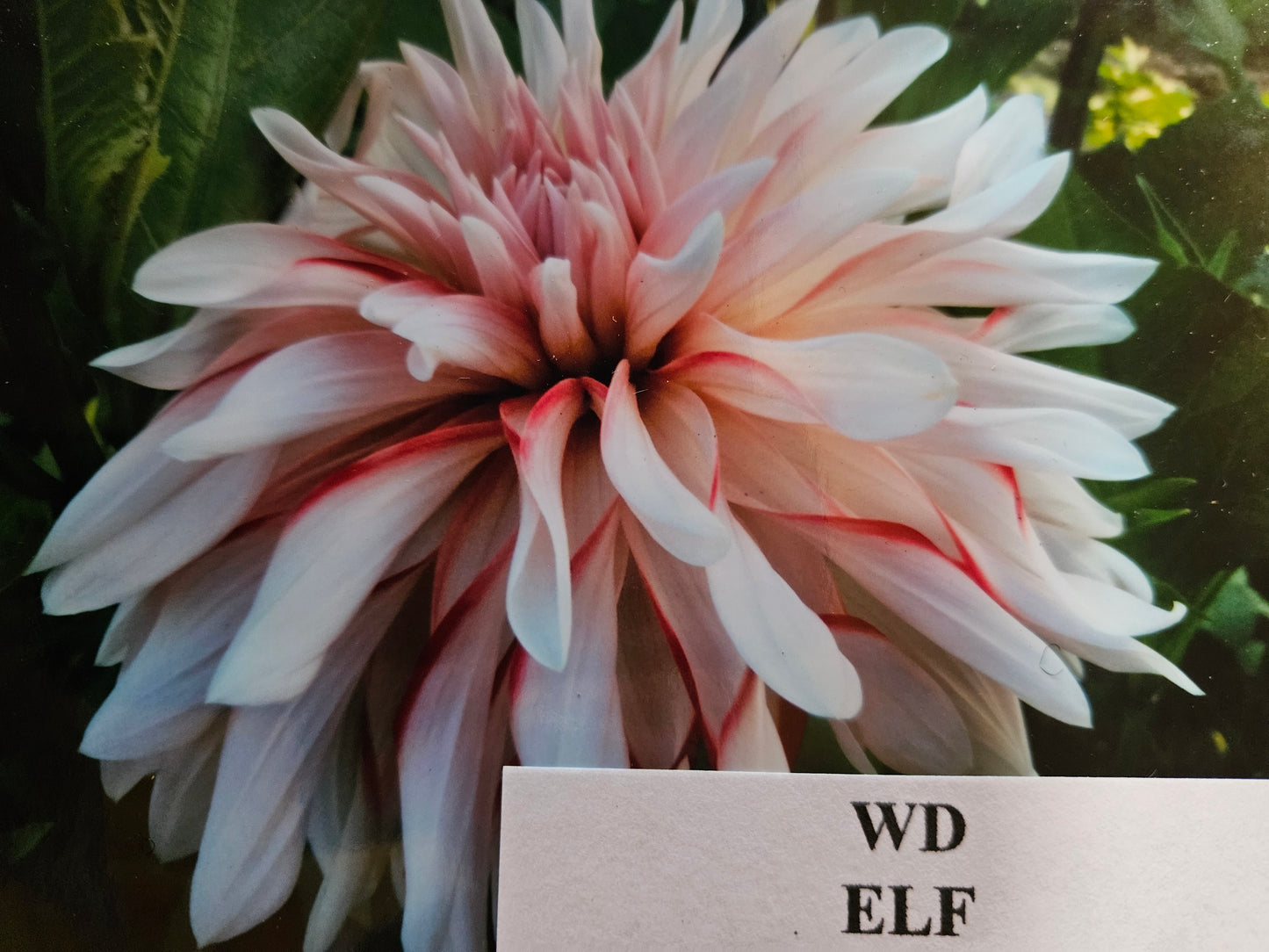 WD Elf