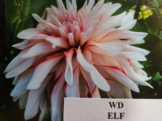 WD Elf